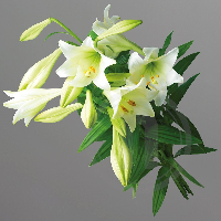 Astrid Margrethe Saxegaard